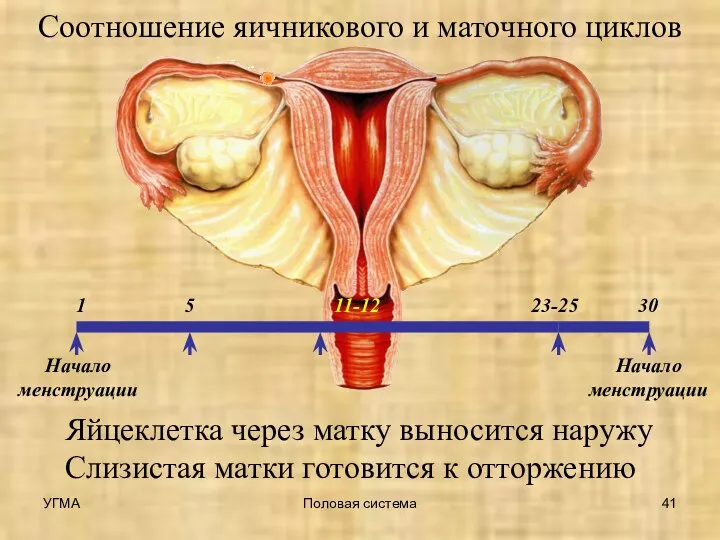 Начало менструации Соотношение яичникового и маточного циклов 5 1 Яйцеклетка через