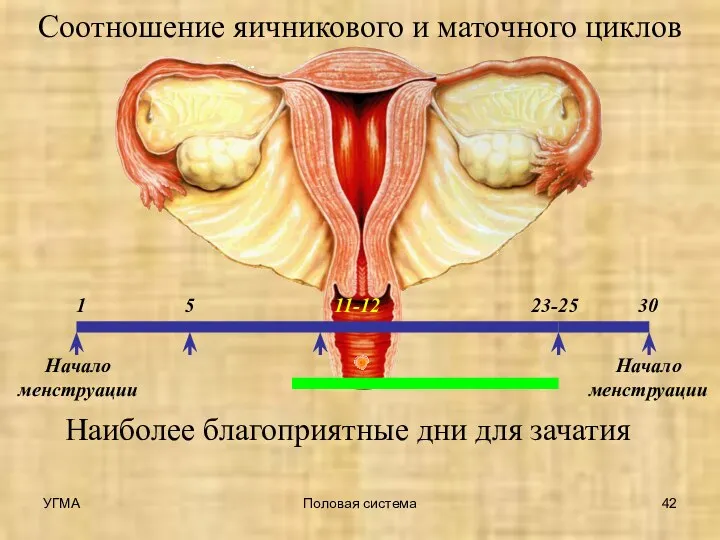 Начало менструации Соотношение яичникового и маточного циклов 5 1 Наиболее благоприятные