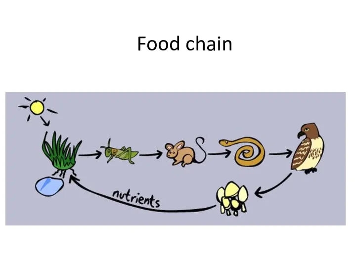 Animals. Food chain