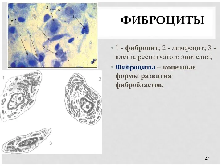 ФИБРОЦИТЫ 1 - фиброцит; 2 - лимфоцит; 3 - клетка реснитчатого