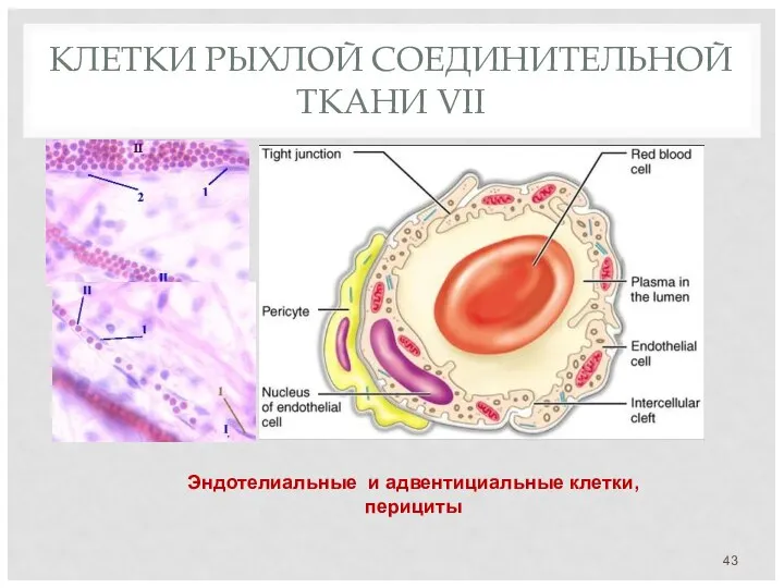 КЛЕТКИ РЫХЛОЙ СОЕДИНИТЕЛЬНОЙ ТКАНИ VII Эндотелиальные и адвентициальные клетки, перициты