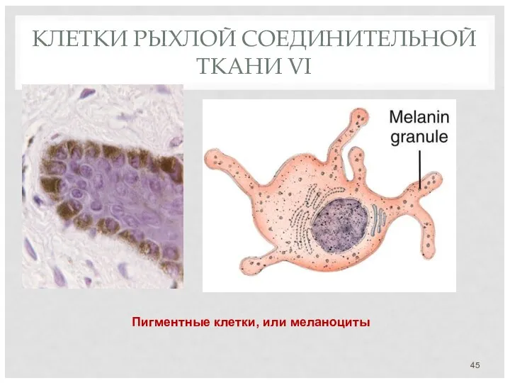 КЛЕТКИ РЫХЛОЙ СОЕДИНИТЕЛЬНОЙ ТКАНИ VI Пигментные клетки, или меланоциты