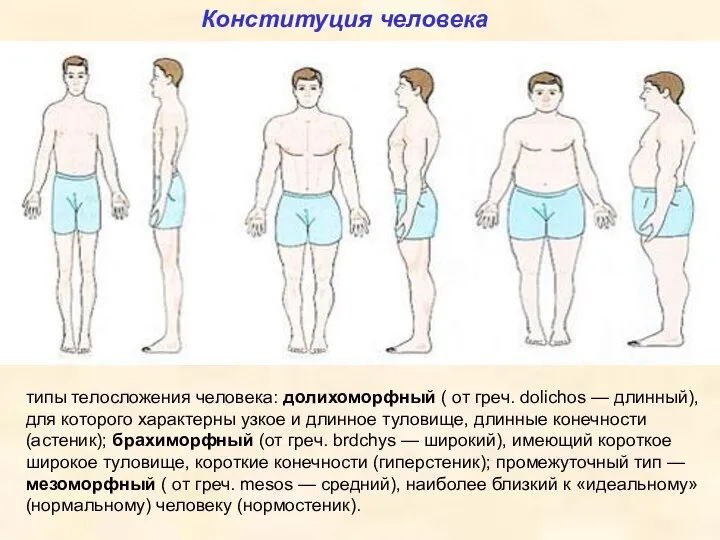 Конституция человека типы телосложения человека: долихоморфный ( от греч. dolichos —