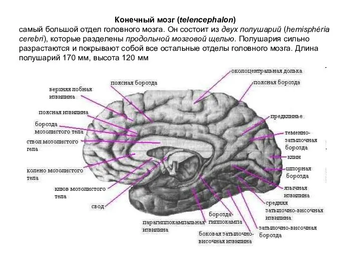 Конечный мозг (telencephalon) самый большой отдел головного мозга. Он состоит из