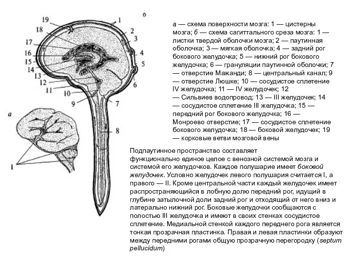 а — схема поверхности мозга: 1 — цистерны мозга; б —