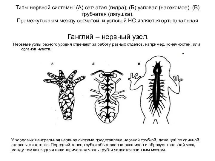 Типы нервной системы: (А) сетчатая (гидра), (Б) узловая (насекомое), (В) трубчатая