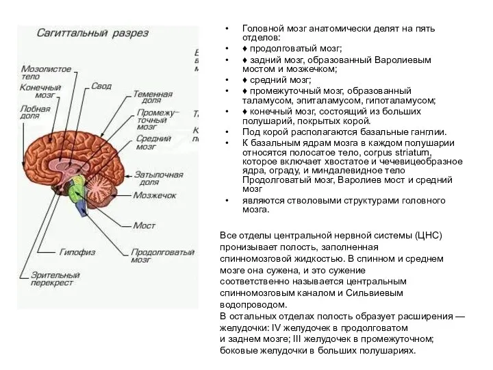 Головной мозг анатомически делят на пять отделов: ♦ продолговатый мозг; ♦