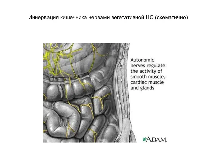 Иннервация кишечника нервами вегетативной НС (схематично)