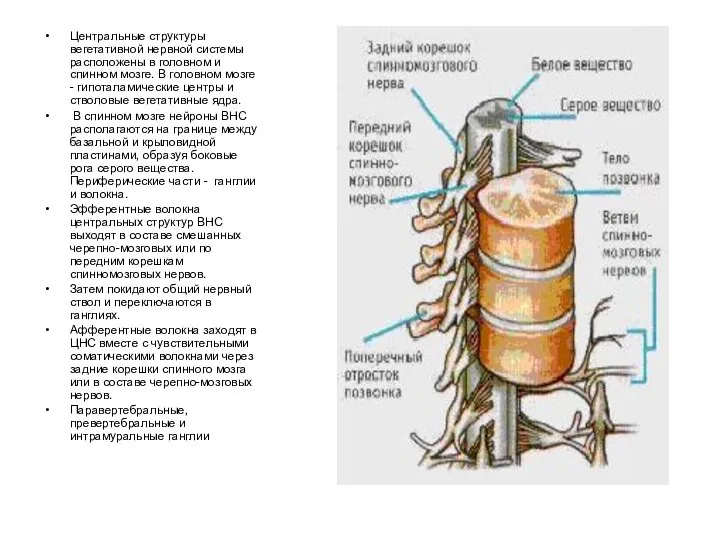 Центральные структуры вегетативной нервной системы расположены в головном и спинном мозге.