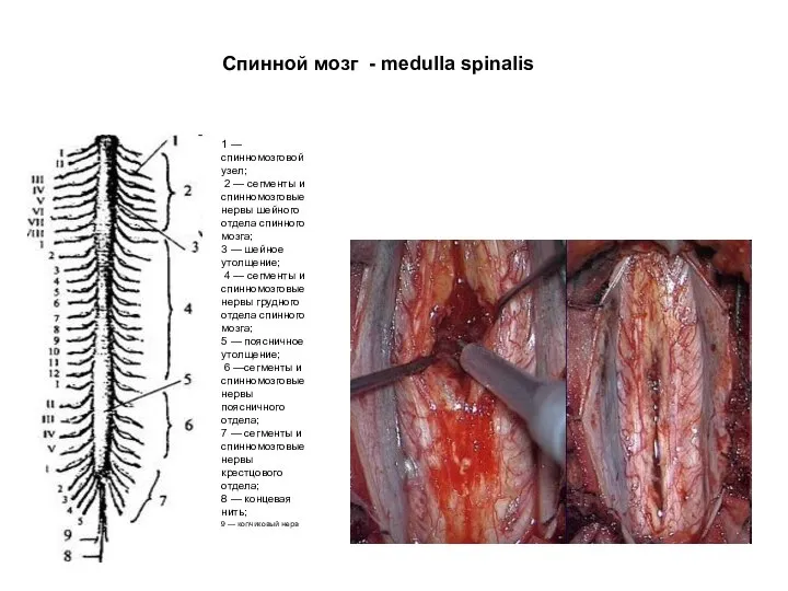1 — спинномозговой узел; 2 — сегменты и спинномозговые нервы шейного