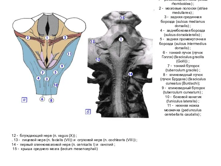 1 - ромбовидная ямка (fossa rhomboidea) ; 2 - мозговые полоски