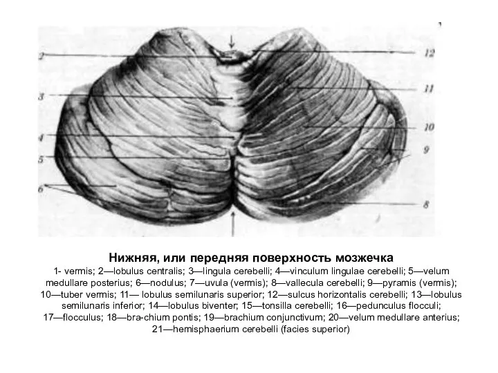 Нижняя, или передняя поверхность мозжечка 1- vermis; 2—lobulus centralis; 3—lingula cerebelli;