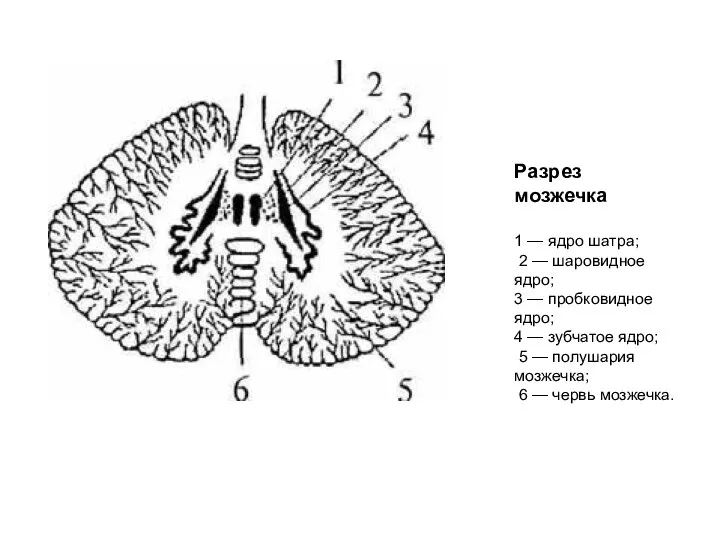 Разрез мозжечка 1 — ядро шатра; 2 — шаровидное ядро; 3
