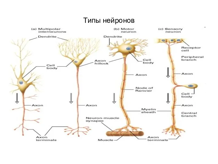 Типы нейронов