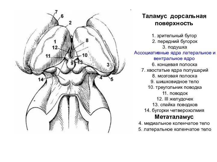 Таламус дорсальная поверхность 1. зрительный бугор 2. передний бугорок 3. подушка