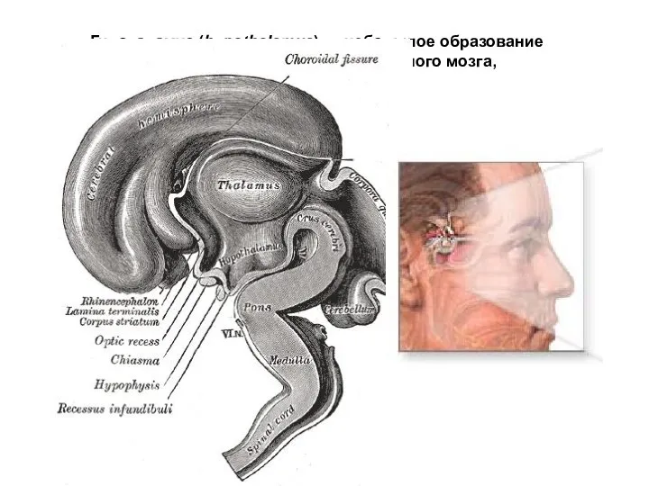 Гипоталамус (hypothalamus) — небольшое образование переднеижней части промежуточного мозга,