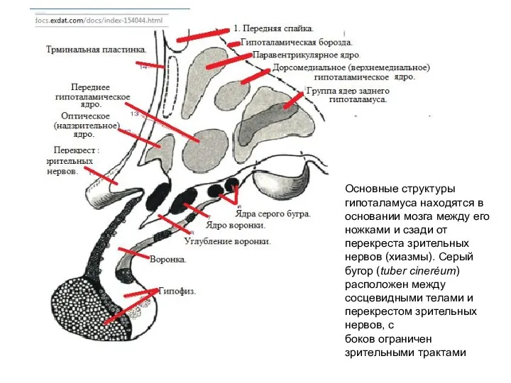 Основные структуры гипоталамуса находятся в основании мозга между его ножками и