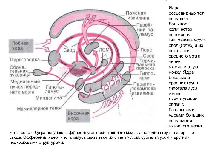 Ядра серого бугра получают афференты от обонятельного мозга, а передняя группа