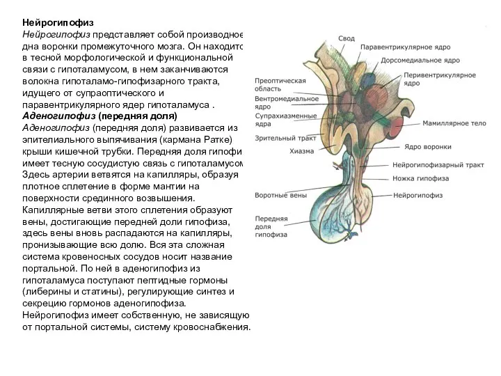 Нейрогипофиз Нейрогипофиз представляет собой производное дна воронки промежуточного мозга. Он находится