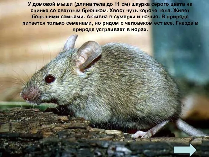 У домовой мыши (длина тела до 11 см) шкурка серого цвета