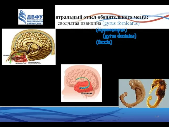 Центральный отдел обонятельного мозга: сводчатая извилина (gyrus fornicatus) гиппокамп (hippocampus) зубчатая