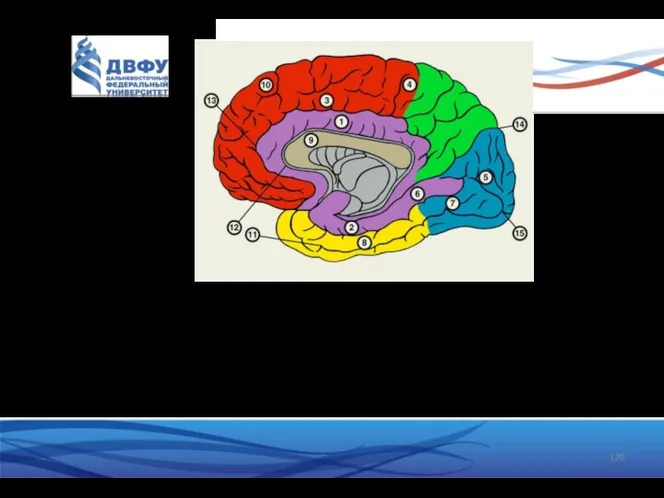 1 - поясная извилина; 2 - парагиппокампальная извилина; 9 - мозолистое