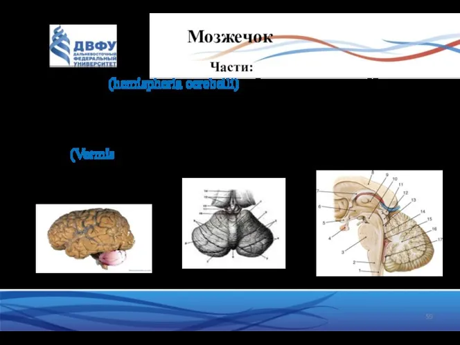 Мозжечок Части: Полушария (hemispheria cerebelli) – более новая часть. Изрезана многочисленными