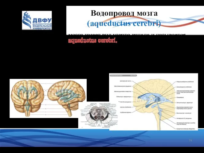 Водопровод мозга (aqueductus cerebri) Полость среднего мозга имеет вид узкого канала