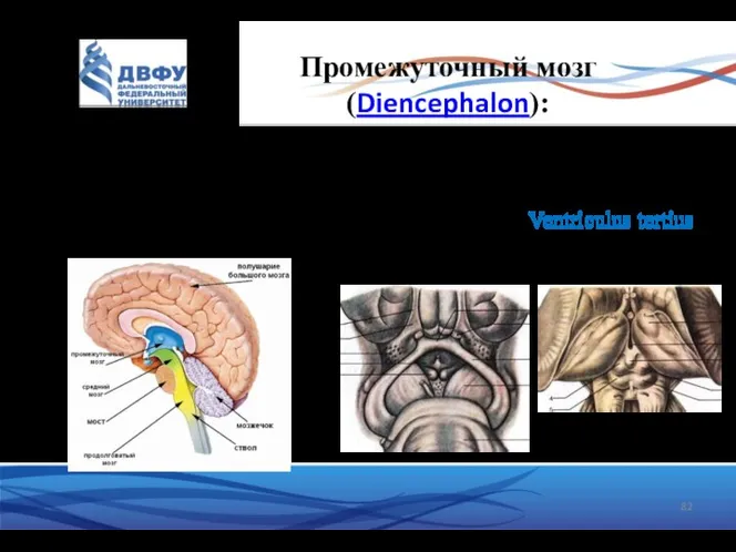 Промежуточный мозг (Diencephalon): зрительный мозг – с дорсальной стороны надбугорная область