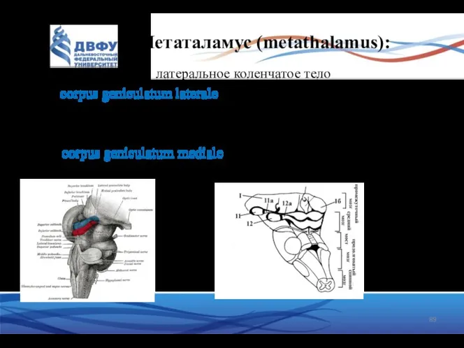 Метаталамус (metathalamus): латеральное коленчатое тело (corpus geniculatum laterale) – подкорковый центр