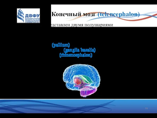 Конечный мозг (telencephalon) Представлен двумя полушариями В состав каждого полушария входят:
