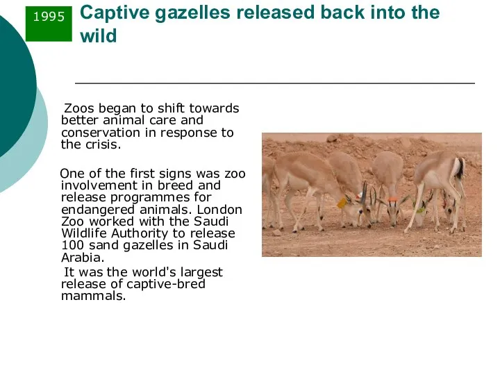 Captive gazelles released back into the wild Zoos began to shift