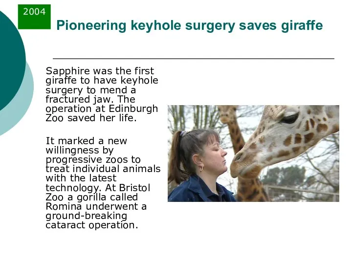 Pioneering keyhole surgery saves giraffe Sapphire was the first giraffe to
