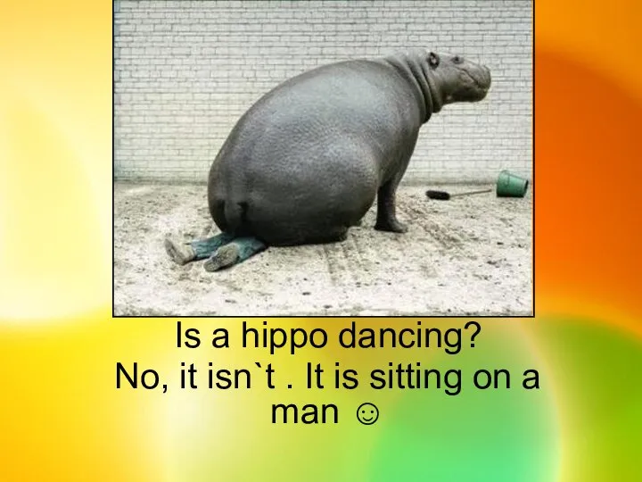Is a hippo dancing? No, it isn`t . It is sitting on a man ☺