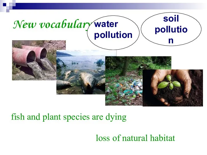New vocabulary water pollution soil pollution fish and plant species are dying loss of natural habitat