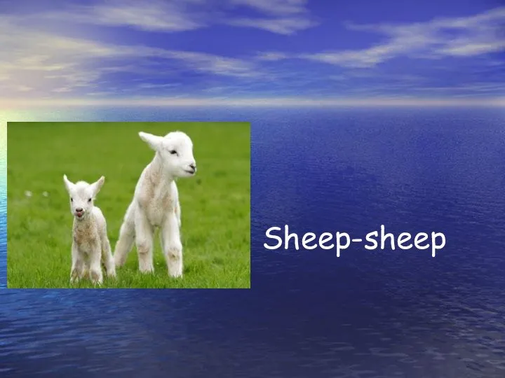 Sheep-sheep
