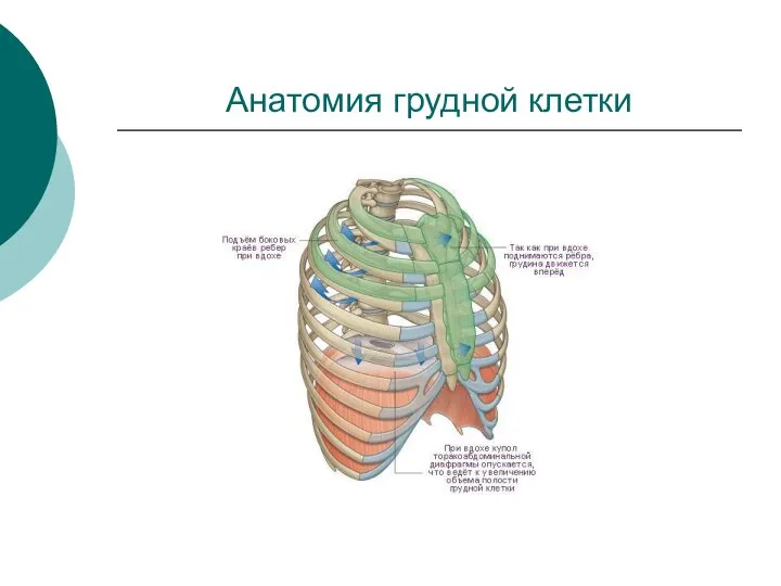 Анатомия грудной клетки