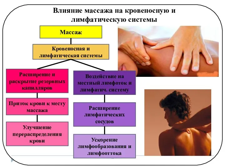Влияние массажа на кровеносную и лимфатическую системы Массаж Кровеносная и лимфатическая