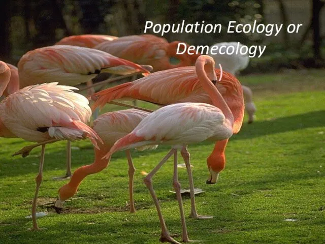 Population Ecology or Demecology