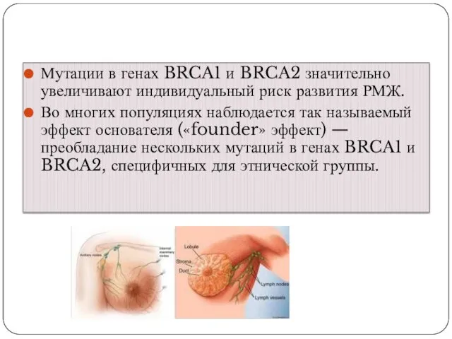 Мутации в генах BRCA1 и BRCA2 значительно увеличивают индивидуальный риск развития