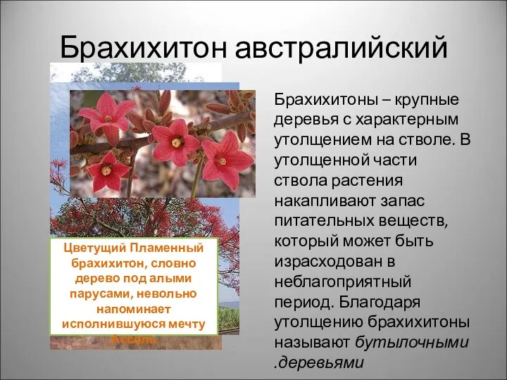 Брахихитон австралийский Цветущий Пламенный брахихитон, словно дерево под алыми парусами, невольно