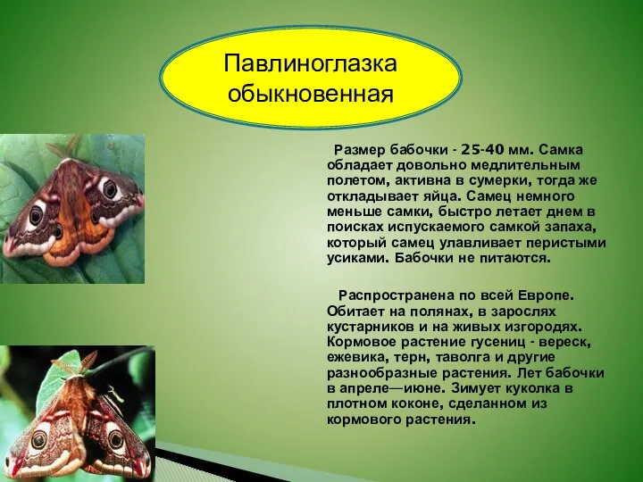 Размер бабочки - 25-40 мм. Самка обладает довольно медлительным полетом, активна