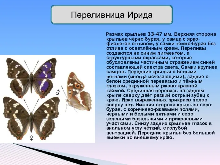 Размах крыльев 33-47 мм. Верхняя сторона крыльев чёрно-бурая, у самца с