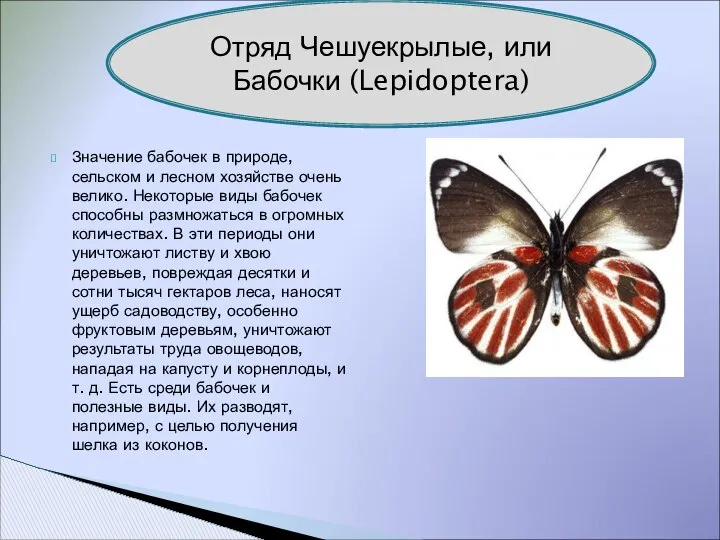 Значение бабочек в природе, сельском и лесном хозяйстве очень велико. Некоторые