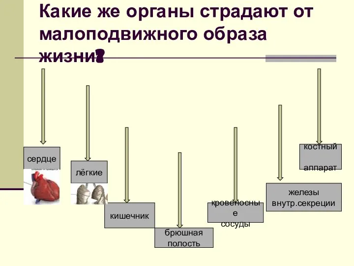 Какие же органы страдают от малоподвижного образа жизни? сердце лёгкие кишечник