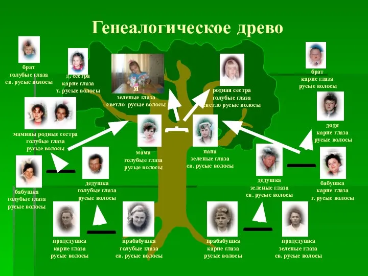 прадедушка карие глаза русые волосы Генеалогическое древо прабабушка голубые глаза св.