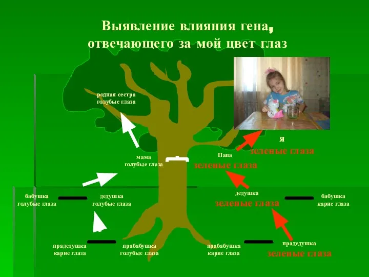 прадедушка карие глаза прабабушка голубые глаза прабабушка карие глаза прадедушка зеленые