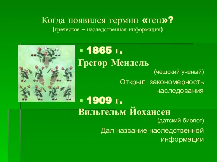 Когда появился термин «ген»? (греческое – наследственная информация) 1865 г. Грегор