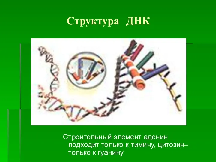 Структура ДНК Строительный элемент аденин подходит только к тимину, цитозин– только к гуанину