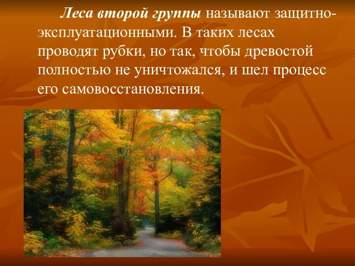 Леса второй группы называют защитно-эксплуатационными. В таких лесах проводят рубки, но